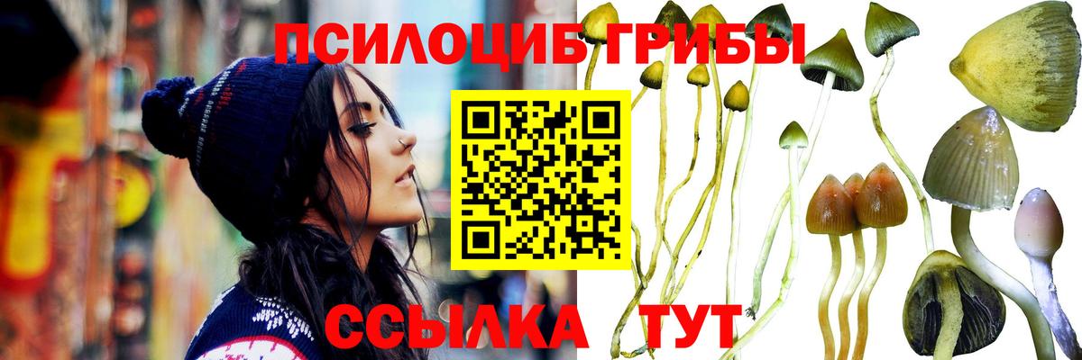 Славгород  Галлюциногенные грибы Cubensis  Вход с VPN 